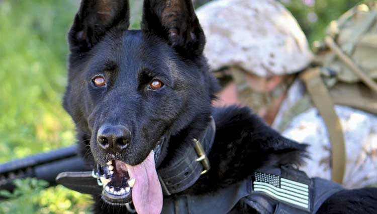 Unità cinofili Militari